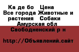 Ка де бо › Цена ­ 25 - Все города Животные и растения » Собаки   . Амурская обл.,Свободненский р-н